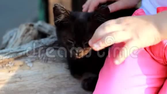 小女孩抚摸一只无家可归的小猫宝贝爱动物猫视频的预览图