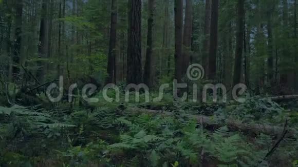 傍晚从森林地面上升到树木视频的预览图