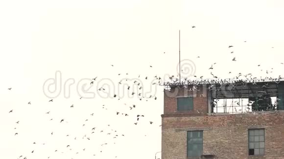 古老的建筑和成群的鸟视频的预览图