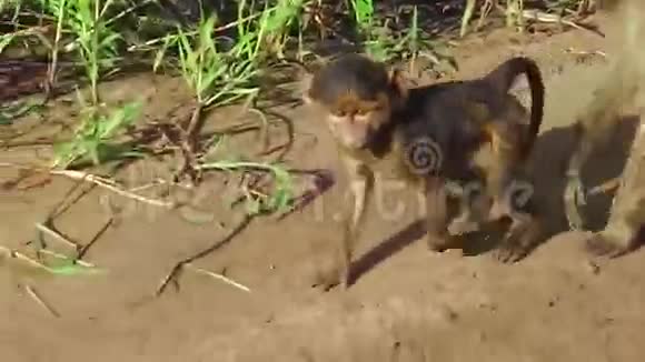 狒狒宝宝走路视频的预览图