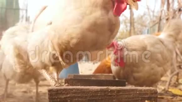 鸡吃谷物特写视频的预览图