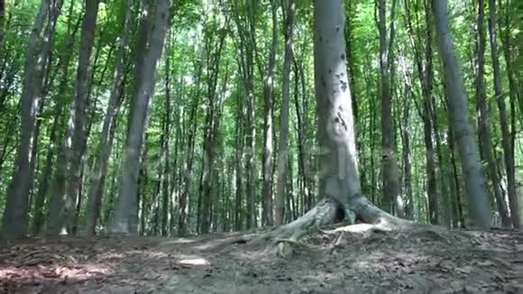 步行森林露营跟踪叶面太阳射线束枝木视频的预览图