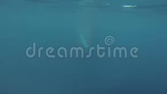 明科鲸在蓝水中游泳视频的预览图