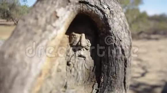 刻在树上的老人的脸视频的预览图