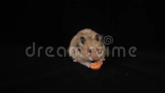一只棕色的大仓鼠吃胡萝卜视频的预览图