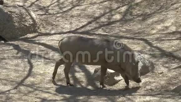 野生动物中的非洲疣猪家族视频的预览图