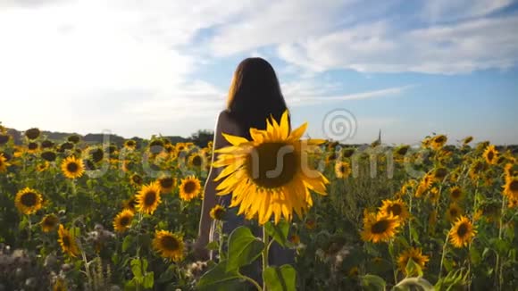 美丽的女孩站在黄色的向日葵田上举手穿着打扮享受夏天的年轻女子视频的预览图