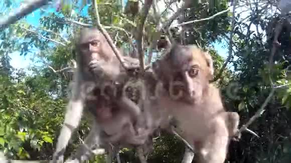 猴子挂在树枝和照相机上视频的预览图