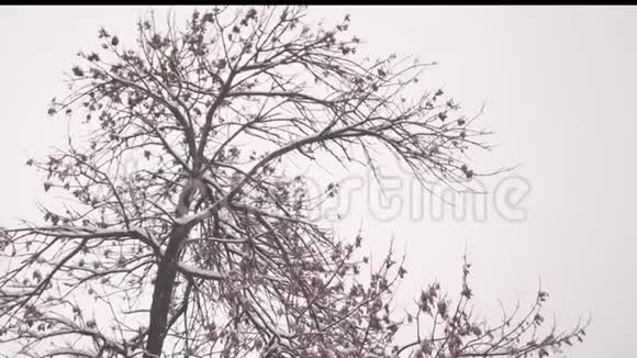 冬季圣诞公园雪慢慢地落在无叶的树枝上美丽的冬季景观雪躺在地上视频的预览图