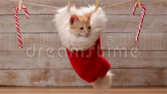 可爱的姜猫坐在挂在晾衣绳上的圣诞帽里视频的预览图