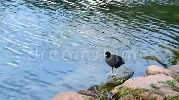 常见的是湖岸上的羽毛视频的预览图