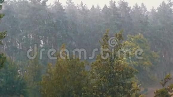 绿色森林里的暴雨慢动作雨点落在树叶上视频的预览图