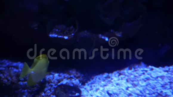 黄汤鱼在黑暗的珊瑚池里游泳视频的预览图