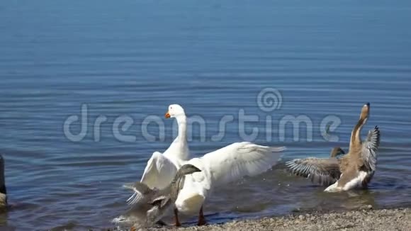大鹅和小鹅在动物牧场上自由行走农场湖上可爱的牲畜幸福的鸟家人视频的预览图