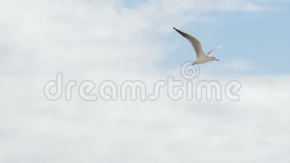 海鸟在天空中飞翔慢速射击高清视频的预览图