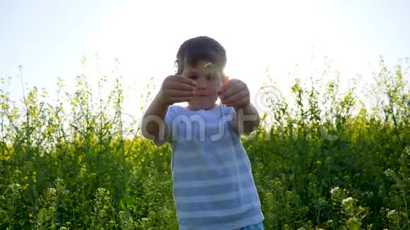 小男孩在户外采集开花草本植物小男孩在草地上特写小男孩在田野上散步视频的预览图