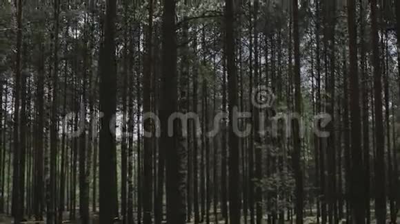 松树的树干和树枝视频的预览图