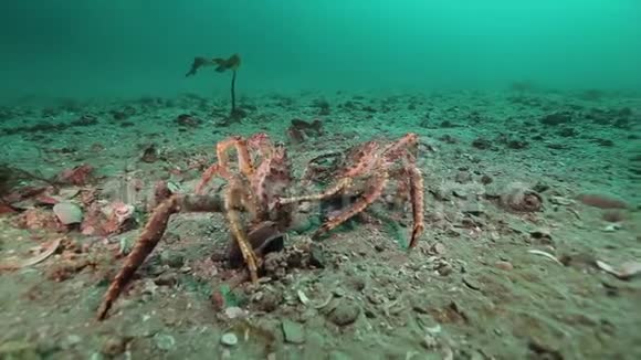 在巴伦支海荒凉的沙底温柔地拥抱和爱两只螃蟹视频的预览图
