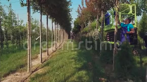 工人在现代花园里照料树木视频的预览图