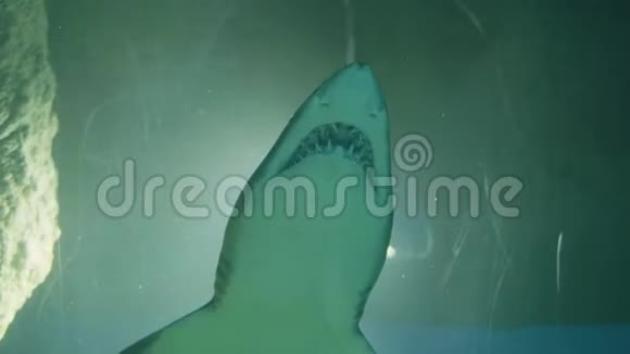 鲨鱼在海底隧道海洋馆游泳野生动物和海洋捕食者视频的预览图