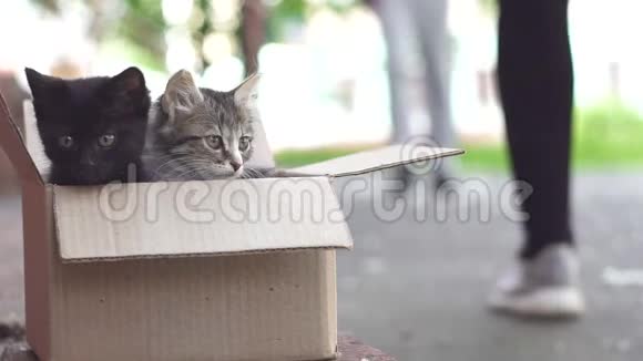 街上一个盒子里的小猫在看路人视频的预览图
