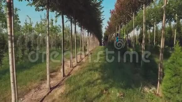 工人在现代花园里照料树木视频的预览图