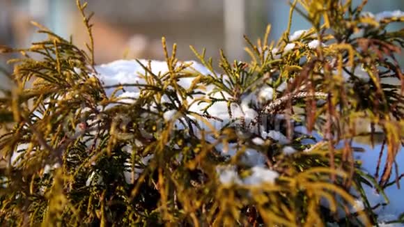 冬天霜冻下雪晴天特写镜头永远绿色的灌木丛在花园的花坛上藏在厚厚的一层下面视频的预览图