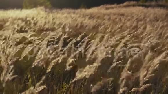一片片金色的羽毛草地摇曳着自然景观和平景象视频的预览图