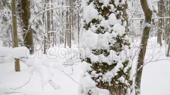 白雪在白色的冬林中平静地飘落视频的预览图