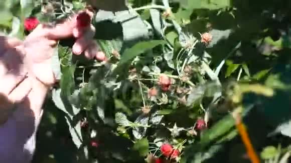 年轻女人吃树莓从乡下的灌木丛中撕下来特写双手视频的预览图