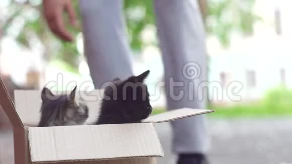 人们把街上的小猫从盒子里拿出来视频的预览图