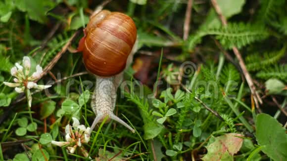螺也是蜗牛可食用的蜗牛或是一种大型的可食用的可呼吸空气的陆地蜗牛视频的预览图
