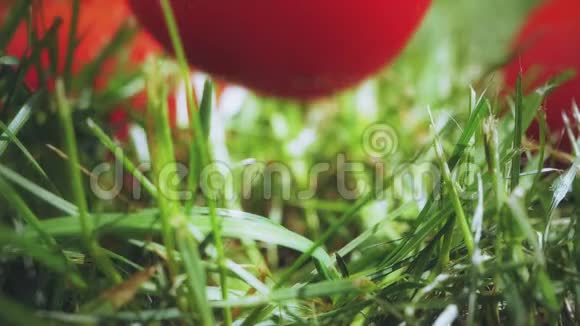 红熟番茄落在草地上慢镜头视频的预览图