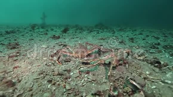 在巴伦支海荒凉的沙底温柔地拥抱和爱两只螃蟹视频的预览图