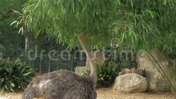 动物园里的鸵鸟长颈鸵鸟吃树叶视频的预览图