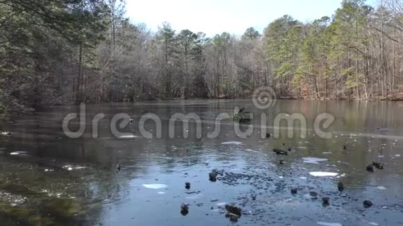 佐治亚州索普溪径从左到右在冰冻池塘上移动树枝的风景视频的预览图