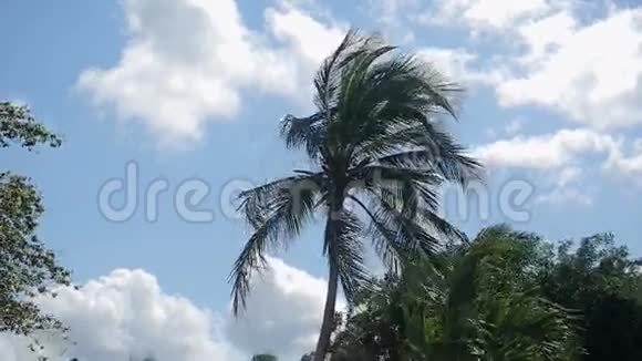 大风天的棕榈树视频的预览图