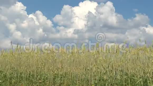 麦穗在蓝天下的夏风中摇摆视频的预览图