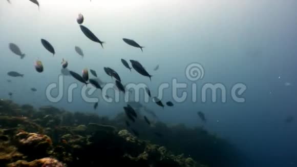 马尔代夫太阳反射背景下的水下鱼学视频的预览图