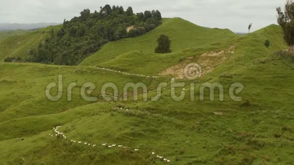 新西兰的风景带着羊群的风景羊群慢慢地走向下山视频的预览图