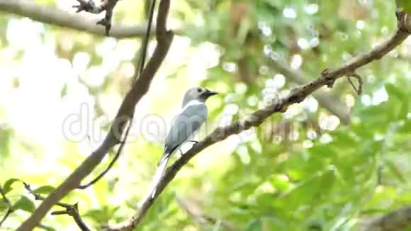 树枝上有一只鸟视频的预览图