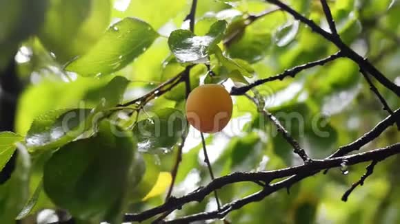 雨后枝上熟杏果园丰收前的水果视频的预览图
