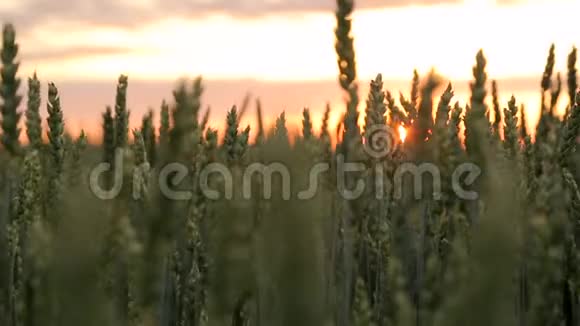 日落时在风中摇曳的耳朵的特写镜头太阳光照亮了尖峰并进入了照相机镜头视频的预览图