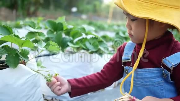 可爱的孩子们兄弟姐妹正在有机草莓农场采摘红色成熟浆果假期儿童户外活动视频的预览图