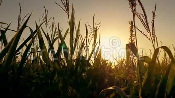 太阳落山时的玉米秸秆视频的预览图