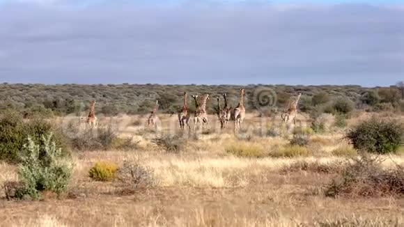 一只猎豹追逐一只珍妮又叫一群长颈鹿视频的预览图