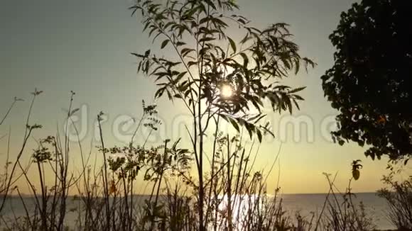 美丽的日落背后的植物剪影视频的预览图