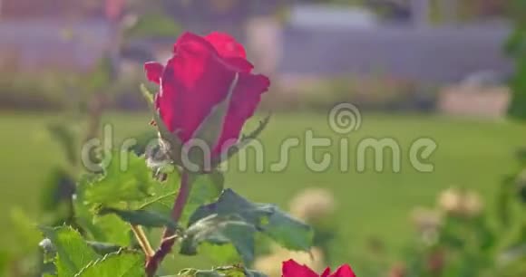 小月季盛开的嫩花丛植物在植物园4k近景拍摄盛开的花朵粉红色的玫瑰视频的预览图