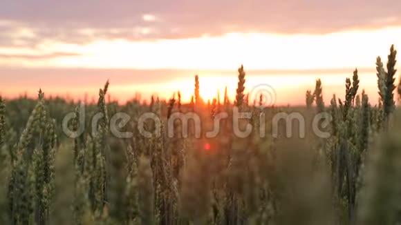 日落时的麦田在温暖的春天里太阳光线穿过麦穗视频的预览图