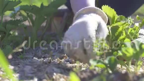 手农民拍摄与植物的特写镜头桑尼视频的预览图